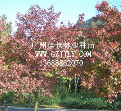 供应枫香 三角枫等生态造林种苗