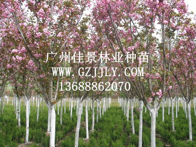 广州佳景林业种苗供应樱花等绿化种苗