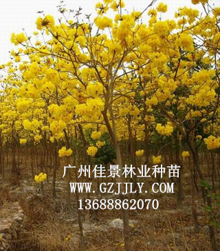 广州佳景林业种苗供应黄花风铃木等绿化种苗