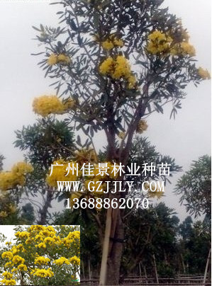 广州佳景林业种苗供应金花/银磷风铃木等绿化种苗