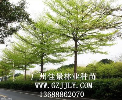 广州佳景林业种苗供应小叶榄仁等绿化种苗