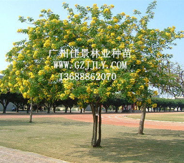 广州佳景林业种苗供应黄槐等绿化种苗