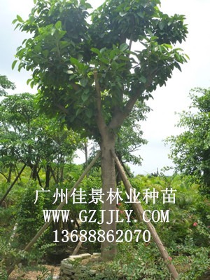 广州佳景林业种苗供应高山榕等绿化种苗