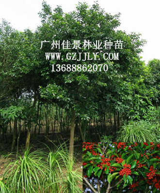 广州佳景林业种苗供应铁冬青,白银香等绿化种苗