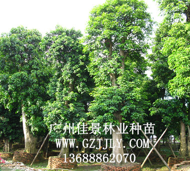 广州佳景林业种苗供应秋枫等绿化种苗