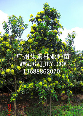广州佳景林业种苗供应黄金熊猫等绿化种苗