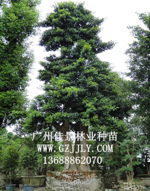 广州佳景林业种苗供应和顺木等绿化种苗