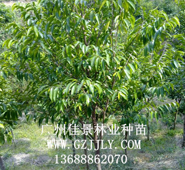 广州佳景林业种苗供应沉香等绿化种苗